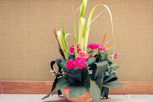 花事闲谈——镜头下的花卉杂拍随想