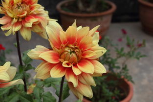 花卉 自然的诗篇与生命的礼赞