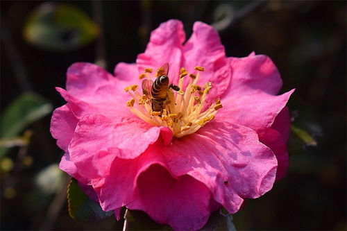 花卉盆景 方寸之间的自然艺术