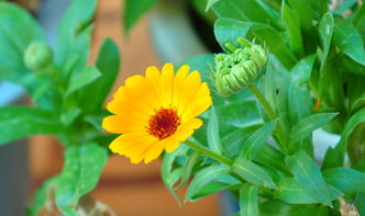 花卉 自然的诗篇与生命的礼赞