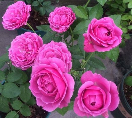 新手养花首选精品 花苞成倍冒，10天爆盆的盆景种植指南