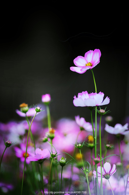 35mm定焦镜头下的微观诗画 花卉与盆景生态摄影进阶指南