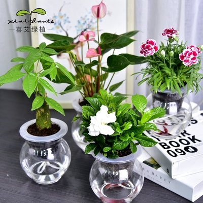 室内绿意 绿萝、发财树等常见室内植物的种植与养护指南