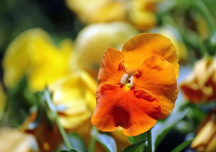 花卉杂拍 镜头下的生命诗篇