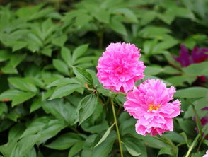 上海植物园 花卉的百科全书与城市绿洲