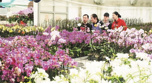 花卉俏销的背后 消费升级与生活美学的双重奏