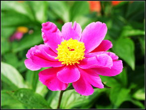 四季珍赏 花卉盆景组的养护艺术