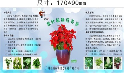 为什么室内的绿植越长越黄？一瓶万能“营养液”拯救你的小盆栽