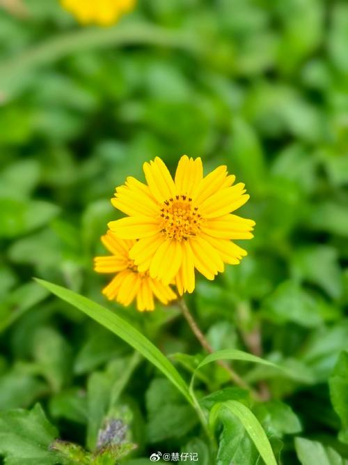 #花卉植物##植物#